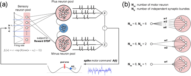 Figure 1 for Synaptic bundle theory for spike-driven sensor-motor system: More than eight independent synaptic bundles collapse reward-STDP learning
