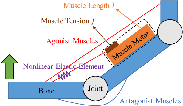 Figure 2 for Motion Modification Method of Musculoskeletal Humanoids by Human Teaching Using Muscle-Based Compensation Control
