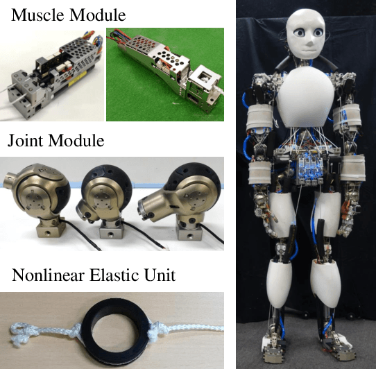 Figure 4 for Motion Modification Method of Musculoskeletal Humanoids by Human Teaching Using Muscle-Based Compensation Control