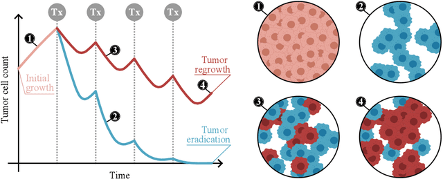 Figure 2 for Patient-specific, mechanistic models of tumor growth incorporating artificial intelligence and big data
