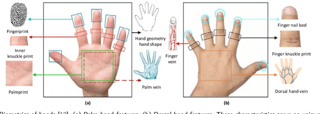 Figure 1 for Deep Learning Techniques for Hand Vein Biometrics: A Comprehensive Review