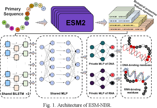 Figure 1 for ESM-NBR: fast and accurate nucleic acid-binding residue prediction via protein language model feature representation and multi-task learning