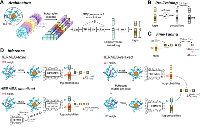 Figure 1 for HERMES: Holographic Equivariant neuRal network model for Mutational Effect and Stability prediction