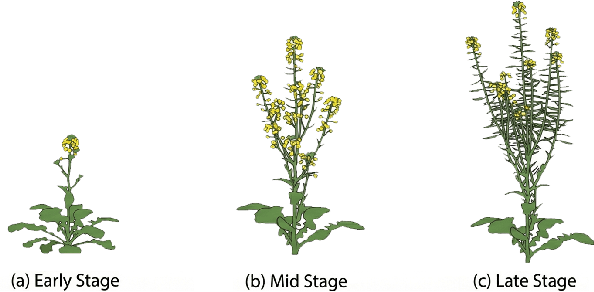 Figure 1 for ST-DETrack: Identity-Preserving Branch Tracking in Entangled Plant Canopies via Dual Spatiotemporal Evidence