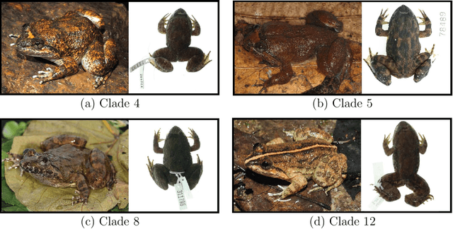 Figure 1 for Deep Neural Network Identification of Limnonectes Species and New Class Detection Using Image Data