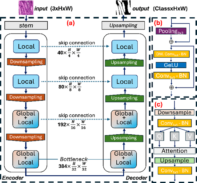Figure 3 for EViT-Unet: U-Net Like Efficient Vision Transformer for Medical Image Segmentation on Mobile and Edge Devices