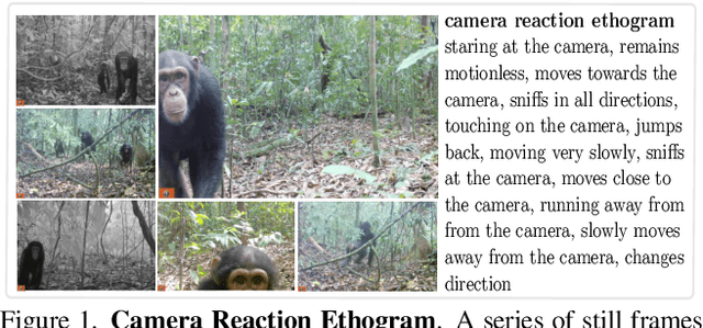 Figure 1 for ChimpVLM: Ethogram-Enhanced Chimpanzee Behaviour Recognition