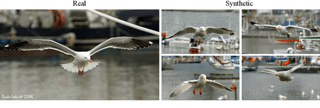 Figure 1 for SGIA: Enhancing Fine-Grained Visual Classification with Sequence Generative Image Augmentation