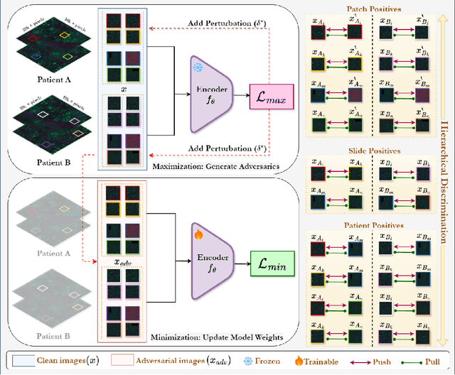 Figure 1 for Hierarchical Self-Supervised Adversarial Training for Robust Vision Models in Histopathology