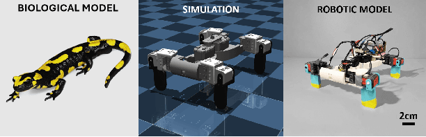 Figure 1 for Coordinating Spinal and Limb Dynamics for Enhanced Sprawling Robot Mobility