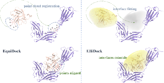 Figure 1 for Rigid Protein-Protein Docking via Equivariant Elliptic-Paraboloid Interface Prediction