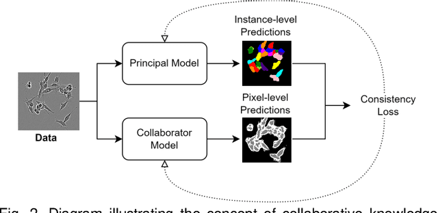 Figure 2 for Point-supervised Single-cell Segmentation via Collaborative Knowledge Sharing