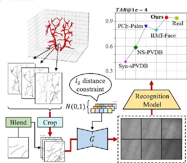 Figure 1 for PVTree: Realistic and Controllable Palm Vein Generation for Recognition Tasks
