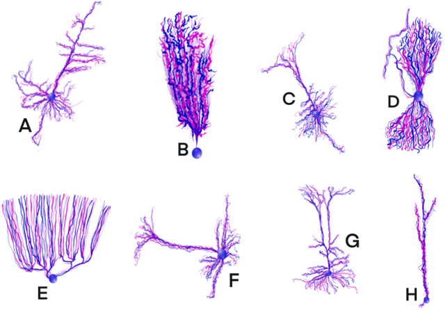 Figure 2 for Towards NeuroAI: Introducing Neuronal Diversity into Artificial Neural Networks