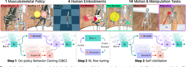 Figure 1 for Arnold: a generalist muscle transformer policy