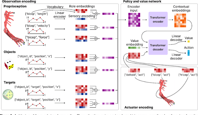 Figure 3 for Arnold: a generalist muscle transformer policy
