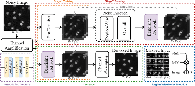 Figure 3 for FM2S: Self-Supervised Fluorescence Microscopy Denoising With Single Noisy Image