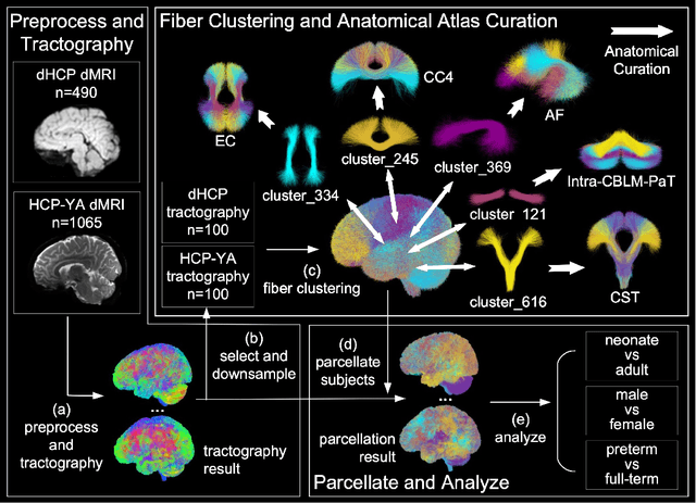Figure 1 for Cross-Population White Matter Atlas Creation for Concurrent Mapping of Brain Connections in Neonates and Adults with Diffusion MRI Tractography