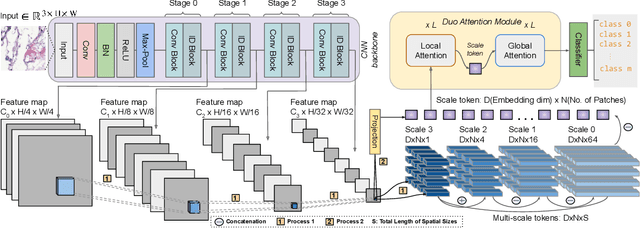 Figure 1 for DuoFormer: Leveraging Hierarchical Representations by Local and Global Attention Vision Transformer