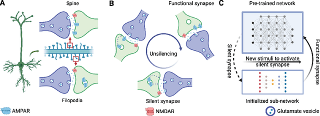 Figure 3 for Brain-inspired continual pre-trained learner via silent synaptic consolidation