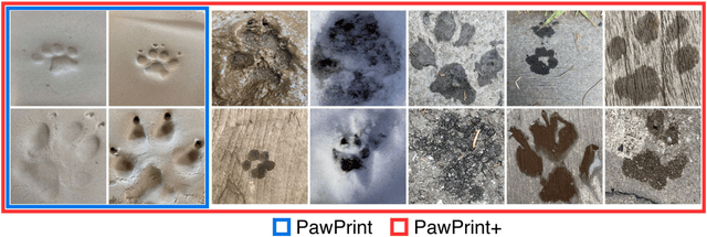 Figure 3 for PawPrint: Whose Footprints Are These? Identifying Animal Individuals by Their Footprints