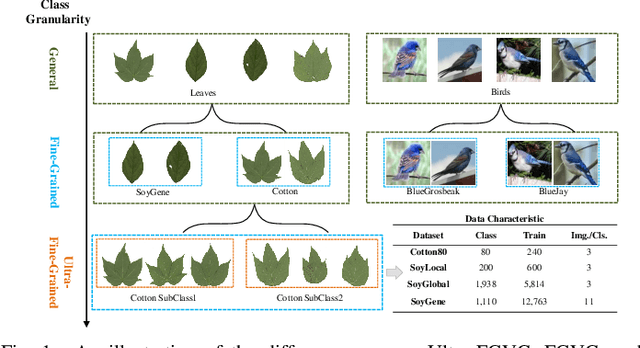 Figure 1 for Learning Contrastive Self-Distillation for Ultra-Fine-Grained Visual Categorization Targeting Limited Samples