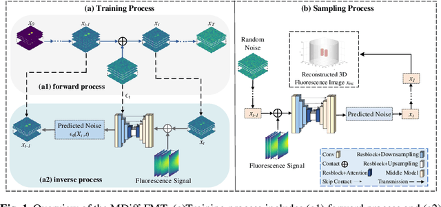 Figure 1 for Diff-FMT: Diffusion Models for Fluorescence Molecular Tomography