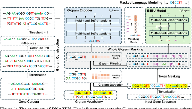 Figure 1 for DNAZEN: Enhanced Gene Sequence Representations via Mixed Granularities of Coding Units