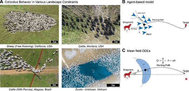 Figure 1 for Optimal shepherding and transport of a flock