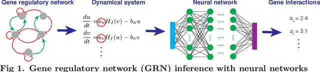 Figure 1 for Inference of dynamical gene regulatory networks from single-cell data with physics informed neural networks