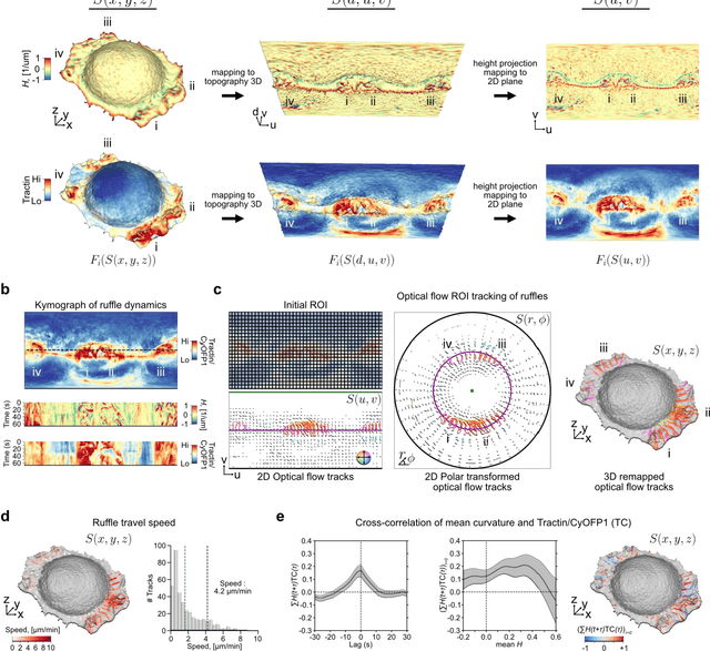 Figure 1 for Surface-guided computing to analyze subcellular morphology and membrane-associated signals in 3D