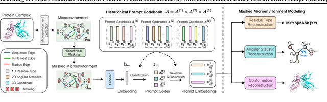 Figure 3 for Learning to Predict Mutation Effects of Protein-Protein Interactions by Microenvironment-aware Hierarchical Prompt Learning