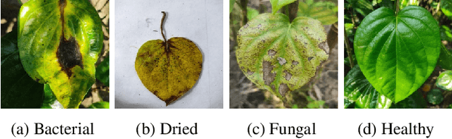 Figure 1 for Efficient Leaf Disease Classification and Segmentation using Midpoint Normalization Technique and Attention Mechanism