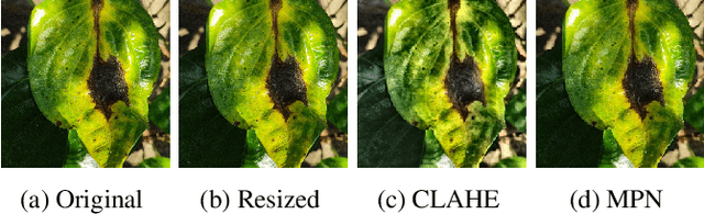 Figure 3 for Efficient Leaf Disease Classification and Segmentation using Midpoint Normalization Technique and Attention Mechanism