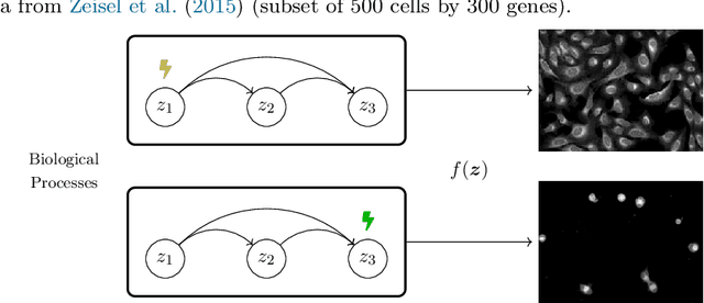 Figure 1 for Towards Interpretable Deep Generative Models via Causal Representation Learning
