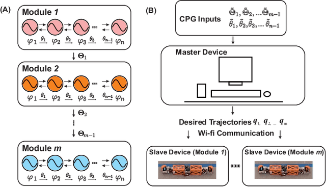 Figure 3 for Transformable Modular Robots: A CPG-Based Approach to Independent and Collective Locomotion