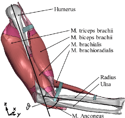 Figure 1 for PerSival: Neural-network-based visualisation for pervasive continuum-mechanical simulations in musculoskeletal biomechanics