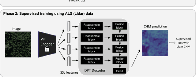 Figure 1 for Sub-meter resolution canopy height maps using self-supervised learning and a vision transformer trained on Aerial and GEDI Lidar