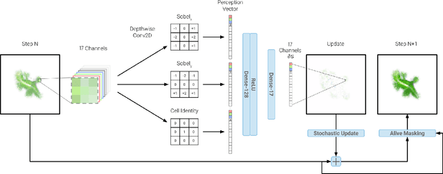 Figure 3 for Identity Increases Stability in Neural Cellular Automata