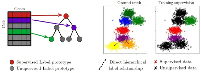 Figure 1 for Hierarchical novel class discovery for single-cell transcriptomic profiles