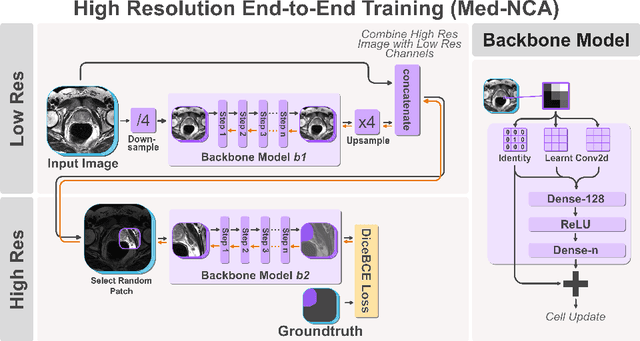 Figure 3 for Med-NCA: Robust and Lightweight Segmentation with Neural Cellular Automata