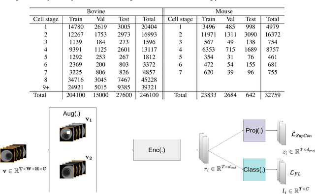 Figure 2 for Supervised contrastive learning for cell stage classification of animal embryos