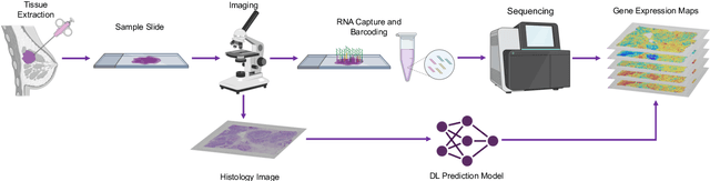 Figure 1 for Completing Spatial Transcriptomics Data for Gene Expression Prediction Benchmarking