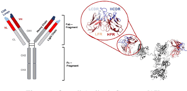Figure 1 for DuaDeep-SeqAffinity: Dual-Stream Deep Learning Framework for Sequence-Only Antigen-Antibody Affinity Prediction