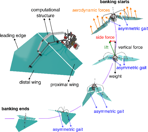 Figure 1 for Banking Turn of High-DOF Dynamic Morphing Wing Flight by Shifting Structure Response Using Optimization