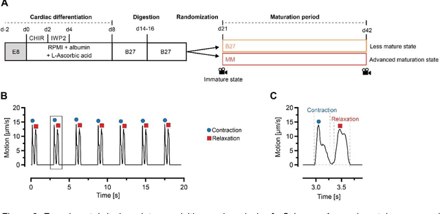 Figure 3 for Non-invasive maturity assessment of iPSC-CMs based on optical maturity characteristics using interpretable AI