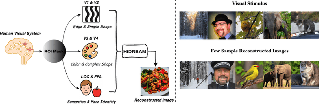 Figure 1 for Hi-DREAM: Brain Inspired Hierarchical Diffusion for fMRI Reconstruction via ROI Encoder and visuAl Mapping