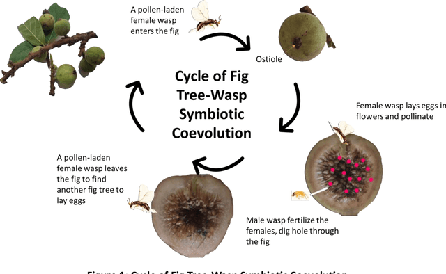 Figure 1 for Fig Tree-Wasp Symbiotic Coevolutionary Optimization Algorithm