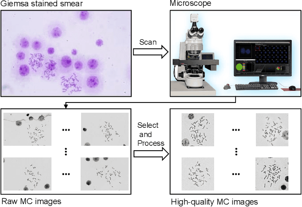 Figure 2 for AutoKary2022: A Large-Scale Densely Annotated Dateset for Chromosome Instance Segmentation