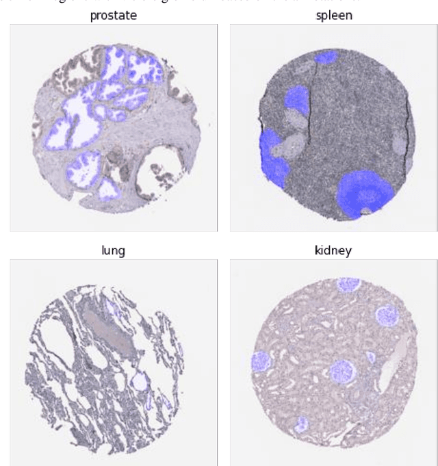 Figure 1 for Semi-Supervised Segmentation of Functional Tissue Units at the Cellular Level